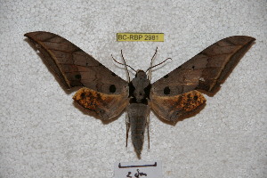  (Ambulyx bhutana - BC-RBP 2981)  @12 [ ] Copyright (2010) Ron Brechlin Research Collection of Ron Brechlin
