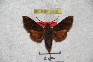  (Dahira taiwana - BC-RBP 3038)  @11 [ ] Copyright (2010) Patrick Basquin Research Collection of Patrick Basquin