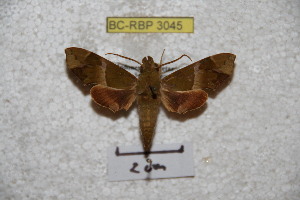  ( - BC-RBP 3045)  @13 [ ] Copyright (2010) Patrick Basquin Research Collection of Patrick Basquin