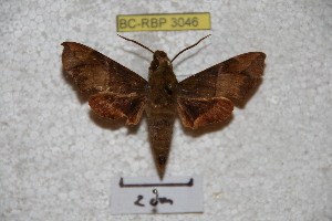  ( - BC-RBP 3046)  @13 [ ] Copyright (2010) Patrick Basquin Research Collection of Patrick Basquin