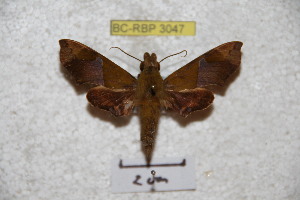  ( - BC-RBP 3047)  @13 [ ] Copyright (2010) Patrick Basquin Research Collection of Patrick Basquin
