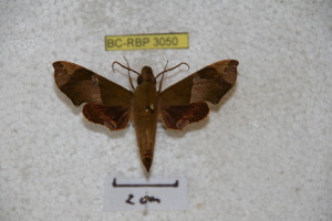  ( - BC-RBP 3050)  @13 [ ] Copyright (2010) Patrick Basquin Research Collection of Patrick Basquin