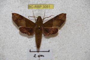  ( - BC-RBP 3051)  @13 [ ] Copyright (2010) Patrick Basquin Research Collection of Patrick Basquin