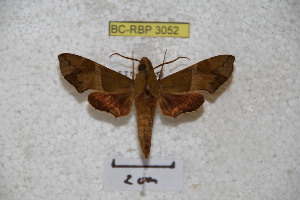  ( - BC-RBP 3052)  @13 [ ] Copyright (2010) Patrick Basquin Research Collection of Patrick Basquin