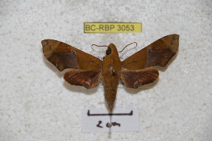  ( - BC-RBP 3053)  @13 [ ] Copyright (2010) Patrick Basquin Research Collection of Patrick Basquin