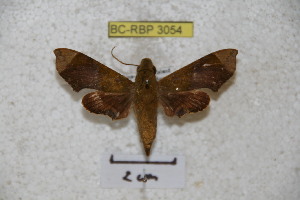  ( - BC-RBP 3054)  @13 [ ] Copyright (2010) Patrick Basquin Research Collection of Patrick Basquin