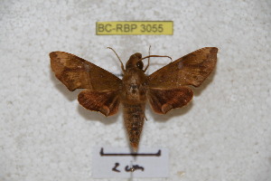  ( - BC-RBP 3055)  @13 [ ] Copyright (2010) Patrick Basquin Research Collection of Patrick Basquin