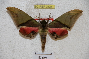  ( - BC-RBP 3124)  @13 [ ] Copyright (2010) Ron Brechlin Research Collection of Ron Brechlin