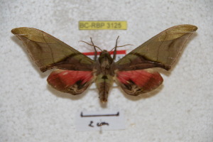  ( - BC-RBP 3125)  @12 [ ] Copyright (2010) Ron Brechlin Research Collection of Ron Brechlin