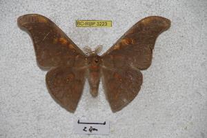  (Antheraea alleni - BC-RBP 3223)  @13 [ ] Copyright (2010) Ron Brechlin Research Collection of Ron Brechlin