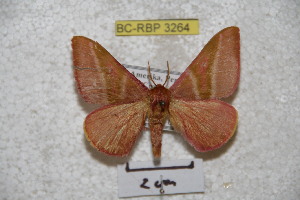  (Hirpida levocuscoensis - BC-RBP 3264)  @14 [ ] Copyright (2010) Ron Brechlin Research Collection of Ron Brechlin
