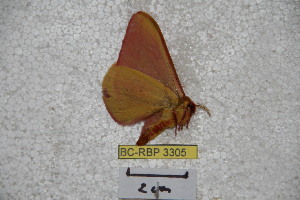  (Hirpida levocarpishiana - BC-RBP 3305)  @12 [ ] Copyright (2010) Ron Brechlin Research Collection of Ron Brechlin