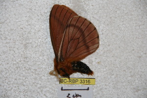  (Cerodirphia rubrocarpishiana - BC-RBP 3316)  @14 [ ] Copyright (2010) Ron Brechlin Research Collection of Ron Brechlin