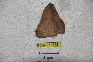  ( - BC-RBP 3328)  @12 [ ] Copyright (2010) Ron Brechlin Research Collection of Ron Brechlin