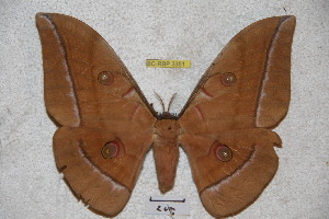  (Antheraea pahangensis - BC-RBP 3351)  @15 [ ] Copyright (2010) Ron Brechlin Research Collection of Ron Brechlin