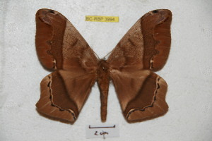  ( - BC-RBP 3994)  @14 [ ] Copyright (2010) Ron Brechlin Research Collection of Ron Brechlin