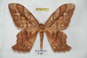  ( - BC-RBP 4077)  @13 [ ] Copyright (2010) Ron Brechlin Research Collection of Ron Brechlin