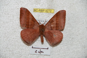  (Hirpida nigrocochabambana - BC-RBP 4272)  @14 [ ] Copyright (2010) Ron Brechlin Research Collection of Ron Brechlin