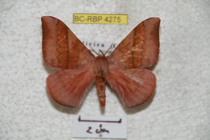  (Hirpida chuquisaciana - BC-RBP 4275)  @14 [ ] Copyright (2010) Ron Brechlin Research Collection of Ron Brechlin