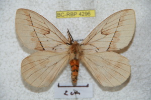 (Pseudodirphia obguayana - BC-RBP 4296)  @14 [ ] Copyright (2010) Ron Brechlin Research Collection of Ron Brechlin