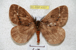  (Pseudodirphia varioides - BC-RBP 4307)  @14 [ ] Copyright (2010) Ron Brechlin Research Collection of Ron Brechlin