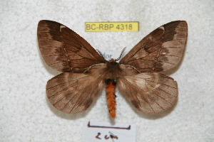  (Pseudodirphia ecandides - BC-RBP 4318)  @15 [ ] Copyright (2010) Ron Brechlin Research Collection of Ron Brechlin