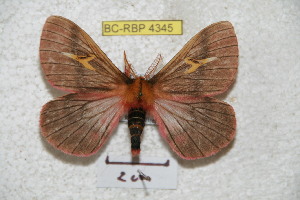  (Cerodirphia cutteri - BC-RBP 4345)  @14 [ ] Copyright (2010) Ron Brechlin Research Collection of Ron Brechlin
