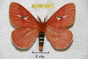  (Cerodirphia napoensis - BC-RBP 4347)  @15 [ ] Copyright (2010) Ron Brechlin Research Collection of Ron Brechlin