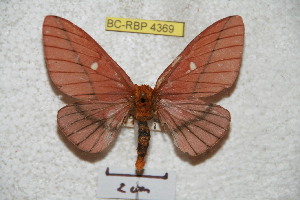  (Anisota dismexicana - BC-RBP 4369)  @14 [ ] Copyright (2010) Ron Brechlin Research Collection of Ron Brechlin