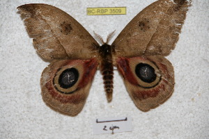  ( - BC-RBP 3509)  @13 [ ] Copyright (2010) Ron Brechlin Research Collection of Ron Brechlin