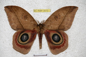  ( - BC-RBP 3510)  @13 [ ] Copyright (2010) Ron Brechlin Research Collection of Ron Brechlin