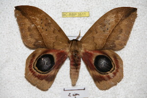  ( - BC-RBP 3511)  @13 [ ] Copyright (2010) Ron Brechlin Research Collection of Ron Brechlin