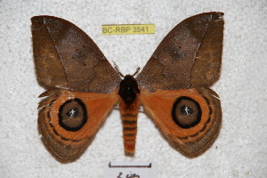 ( - BC-RBP 3541)  @13 [ ] Copyright (2010) Ron Brechlin Research Collection of Ron Brechlin