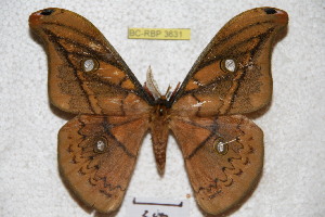  (Copaxa flavina miranda - BC-RBP 3631)  @11 [ ] Copyright (2010) Ron Brechlin Research Collection of Ron Brechlin