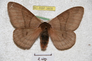 ( - BC-RBP 3809)  @11 [ ] Copyright (2010) Ron Brechlin Research Collection of Ron Brechlin