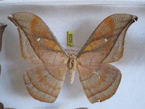  ( - BC-RBP 5038)  @13 [ ] Copyright (2010) Ron Brechlin Research Collection of Ron Brechlin