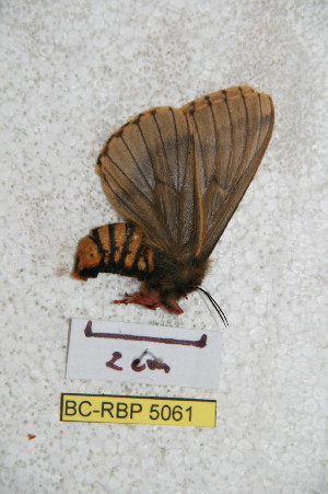  (Meroleuca saragurensis - BC-RBP 5061)  @12 [ ] Copyright (2011) Ron Brechlin Research Collection of Ron Brechlin