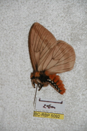 (Pseudodirphia obecuatoriana - BC-RBP 5092)  @13 [ ] Copyright (2011) Ron Brechlin Research Collection of Ron Brechlin