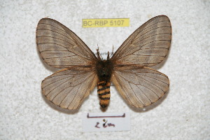  (Meroleuca rectilineata - BC-RBP 5107)  @14 [ ] Copyright (2011) Ron Brechlin Research Collection of Ron Brechlin