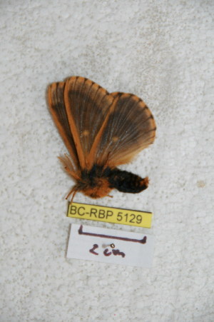  (Meroleuca viksinayevi - BC-RBP 5129)  @12 [ ] Copyright (2011) Ron Brechlin Research Collection of Ron Brechlin