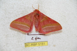  (Hirpida levojunensis - BC-RBP 5151)  @12 [ ] Copyright (2011) Ron Brechlin Research Collection of Ron Brechlin