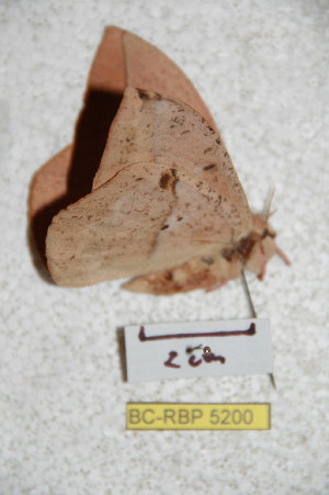  (Lonomia quintanarooensis - BC-RBP 5200)  @12 [ ] Copyright (2011) Ron Brechlin Research Collection of Ron Brechlin