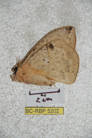  (Lonomia quintanarooensis - BC-RBP 5202)  @12 [ ] Copyright (2011) Ron Brechlin Research Collection of Ron Brechlin