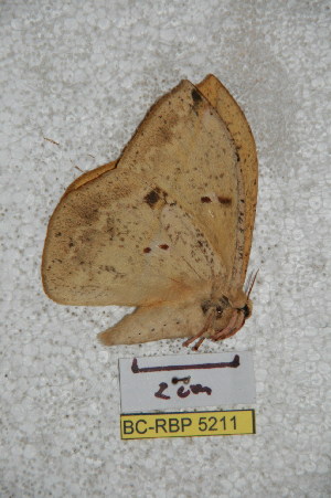  (Lonomia luteomexicana - BC-RBP 5211)  @12 [ ] Copyright (2011) Ron Brechlin Research Collection of Ron Brechlin