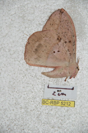  (Lonomia mexilectra - BC-RBP 5212)  @12 [ ] Copyright (2011) Ron Brechlin Research Collection of Ron Brechlin