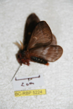  (Dirphiopsis kaechi - BC-RBP 5224)  @12 [ ] Copyright (2011) Ron Brechlin Research Collection of Ron Brechlin