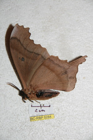  ( - BC-RBP 5284)  @12 [ ] Copyright (2011) Ron Brechlin Research Collection of Ron Brechlin