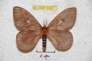  (Cerodirphia riojensis - BC-RBP 5357)  @13 [ ] Copyright (2010) Ron Brechlin Research Collection of Ron Brechlin