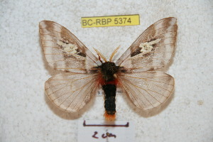  (Dirphiopsis schreiteri - BC-RBP 5374)  @15 [ ] Copyright (2010) Ron Brechlin Research Collection of Ron Brechlin