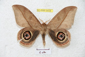  (Leucanella nyctimenoides - BC-RBP 5408)  @14 [ ] Copyright (2010) Ron Brechlin Research Collection of Ron Brechlin